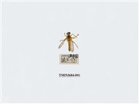 藏品(雙翅目)的圖片